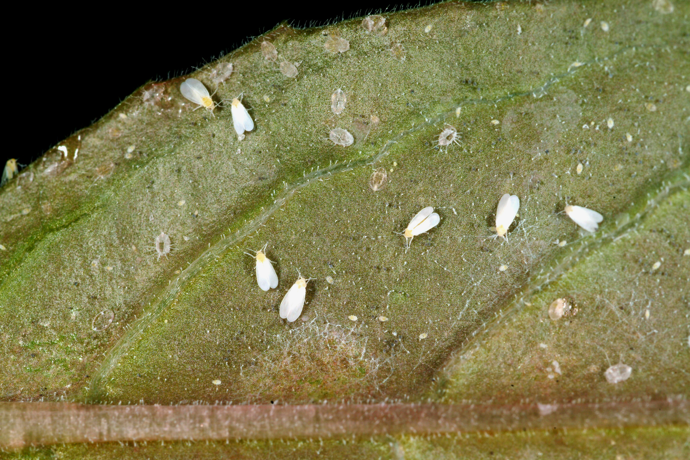 Greenhouse whitefly