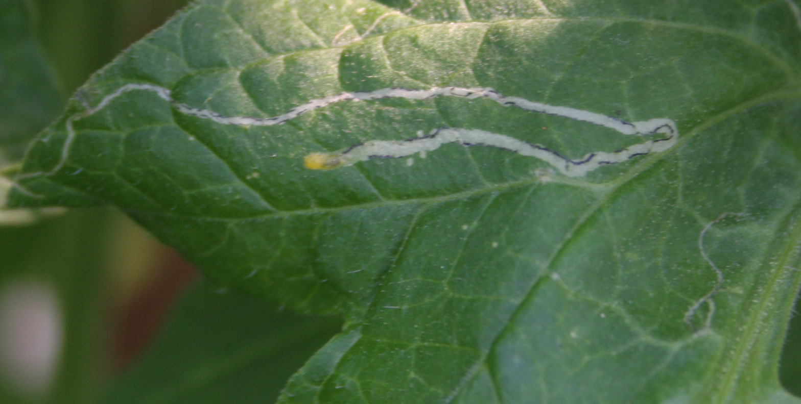 Vegetable leafminer on tomato.