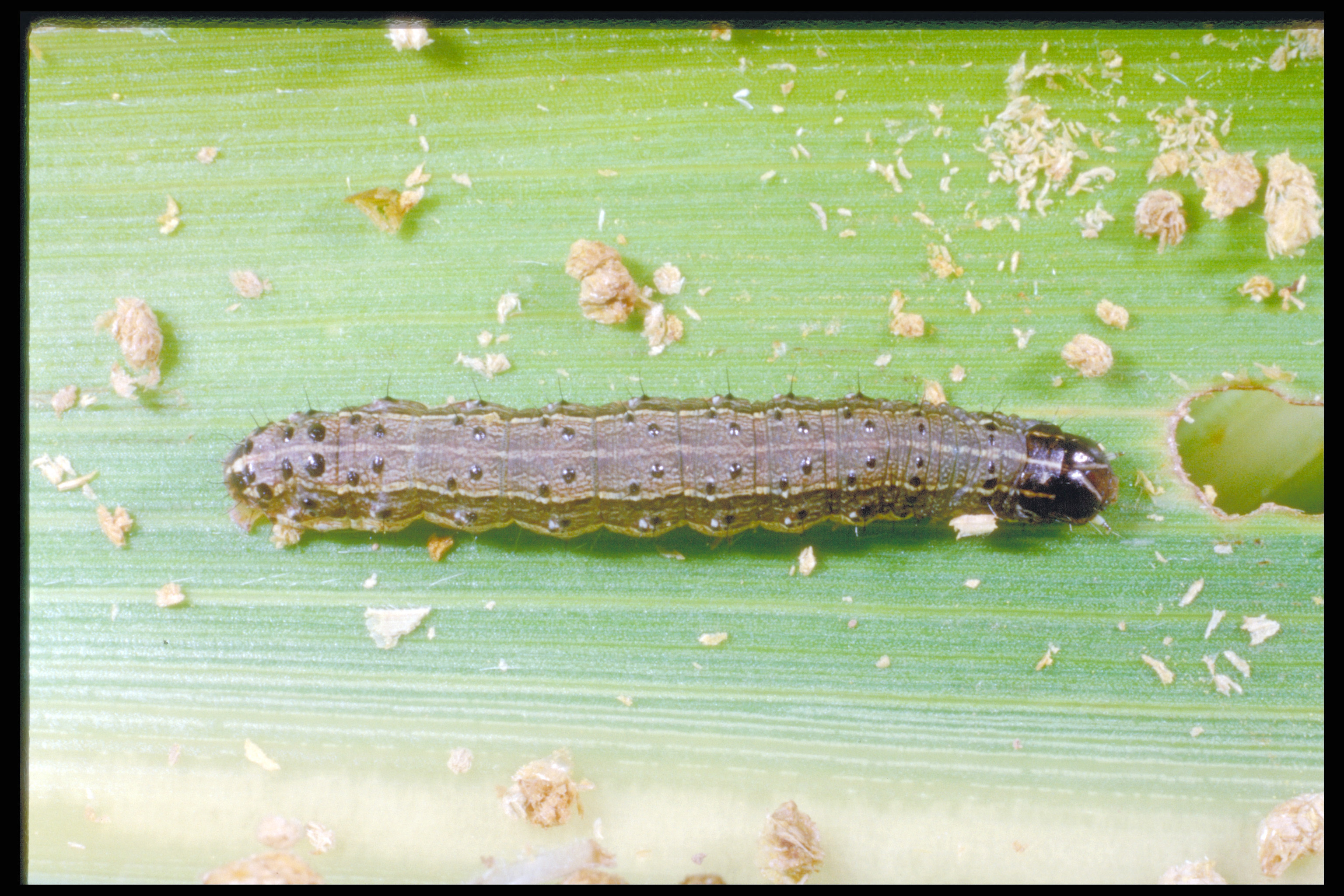 Fall armyworm