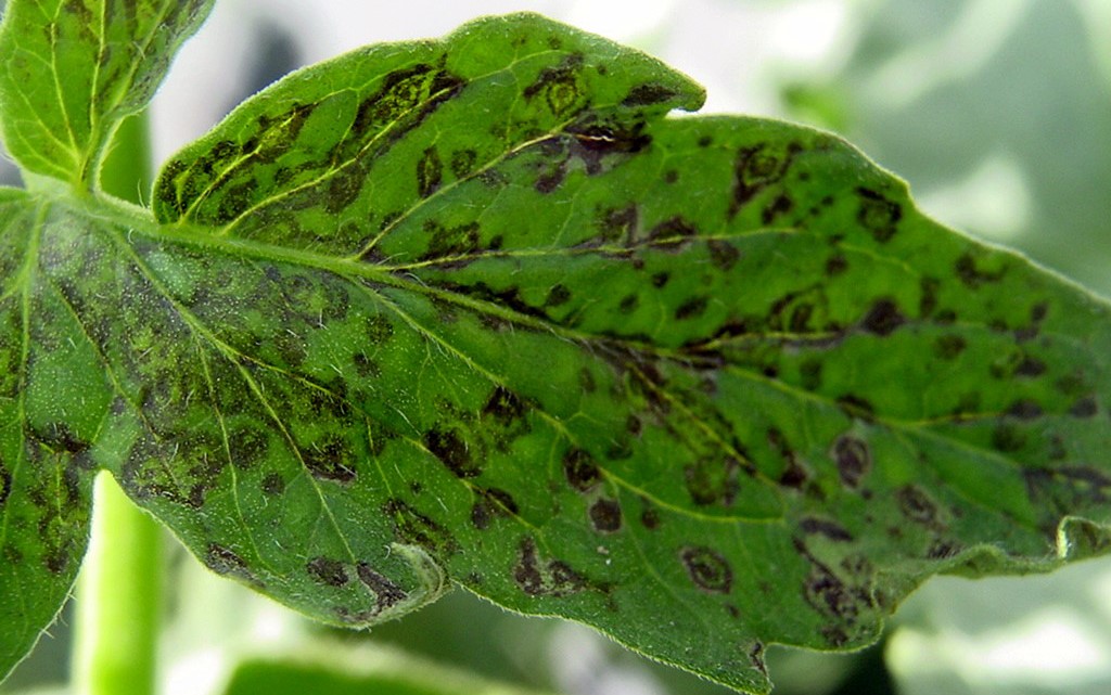 Tomato spotted wilt on foliage.