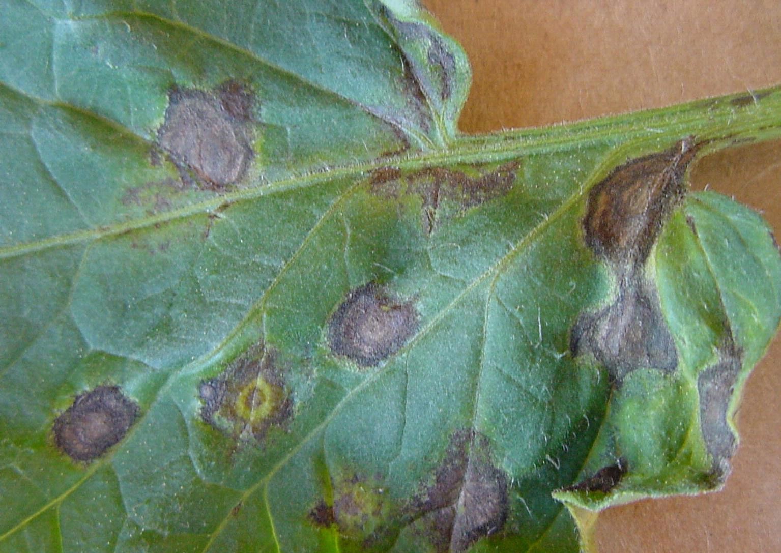 Tomato spotted wilt on foliage.