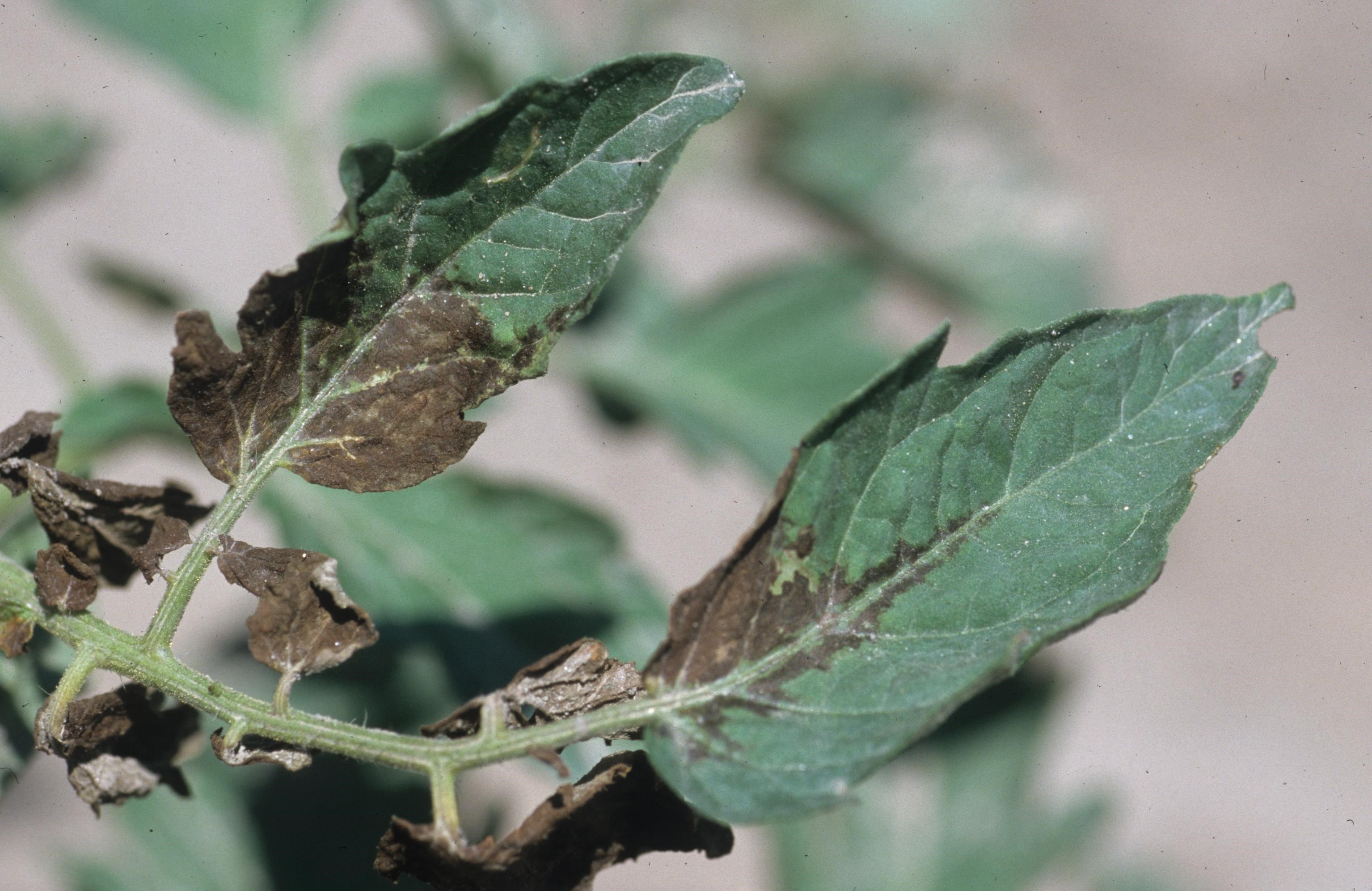 Tomato spotted wilt on foliage.