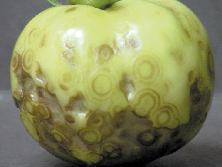 Tomato spotted wilt virus