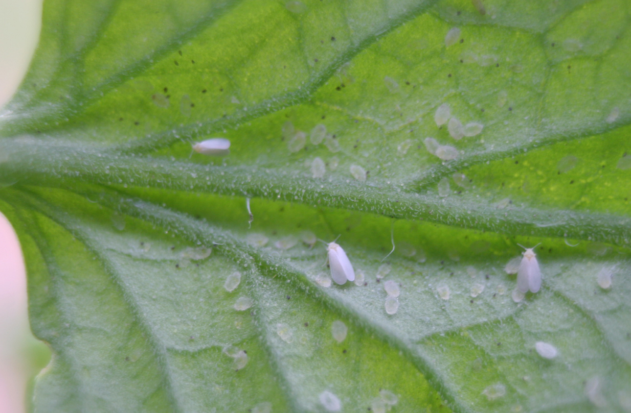 Greenhouse whitefly and eggs.