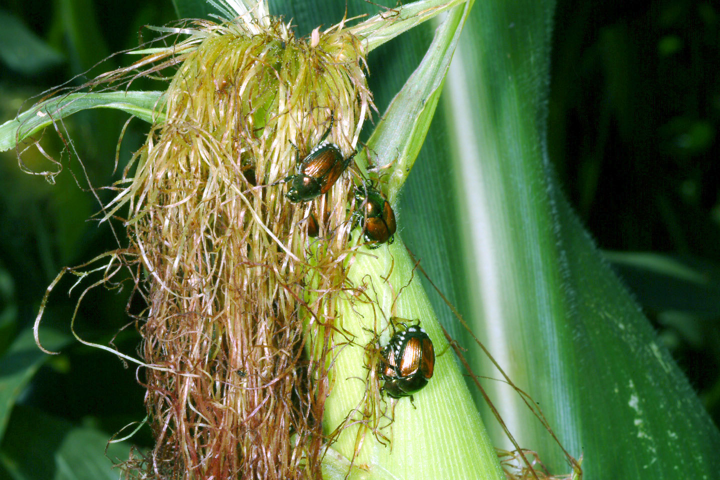Japanese beetle