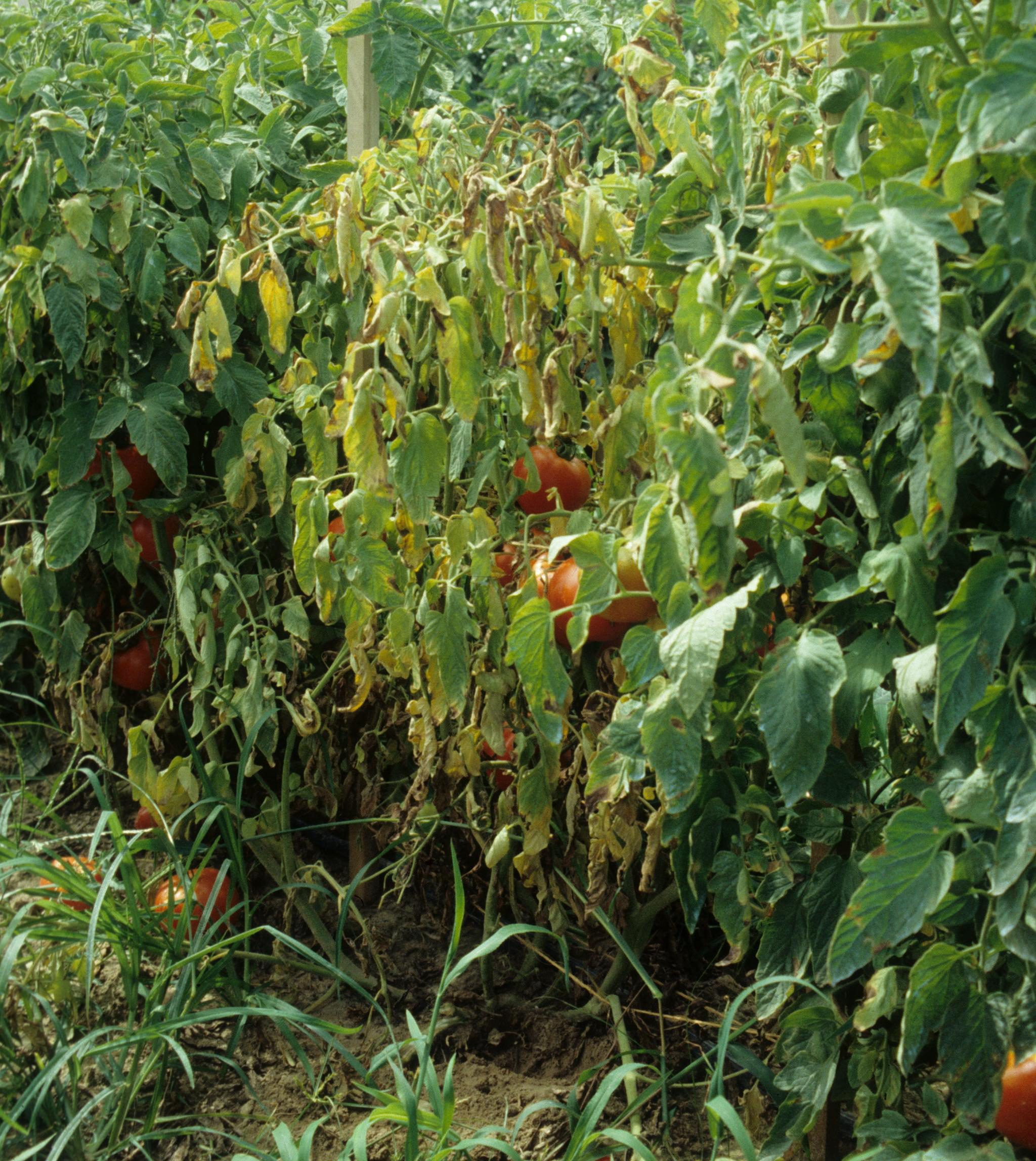 Verticillium wilt and Fusarium wilt