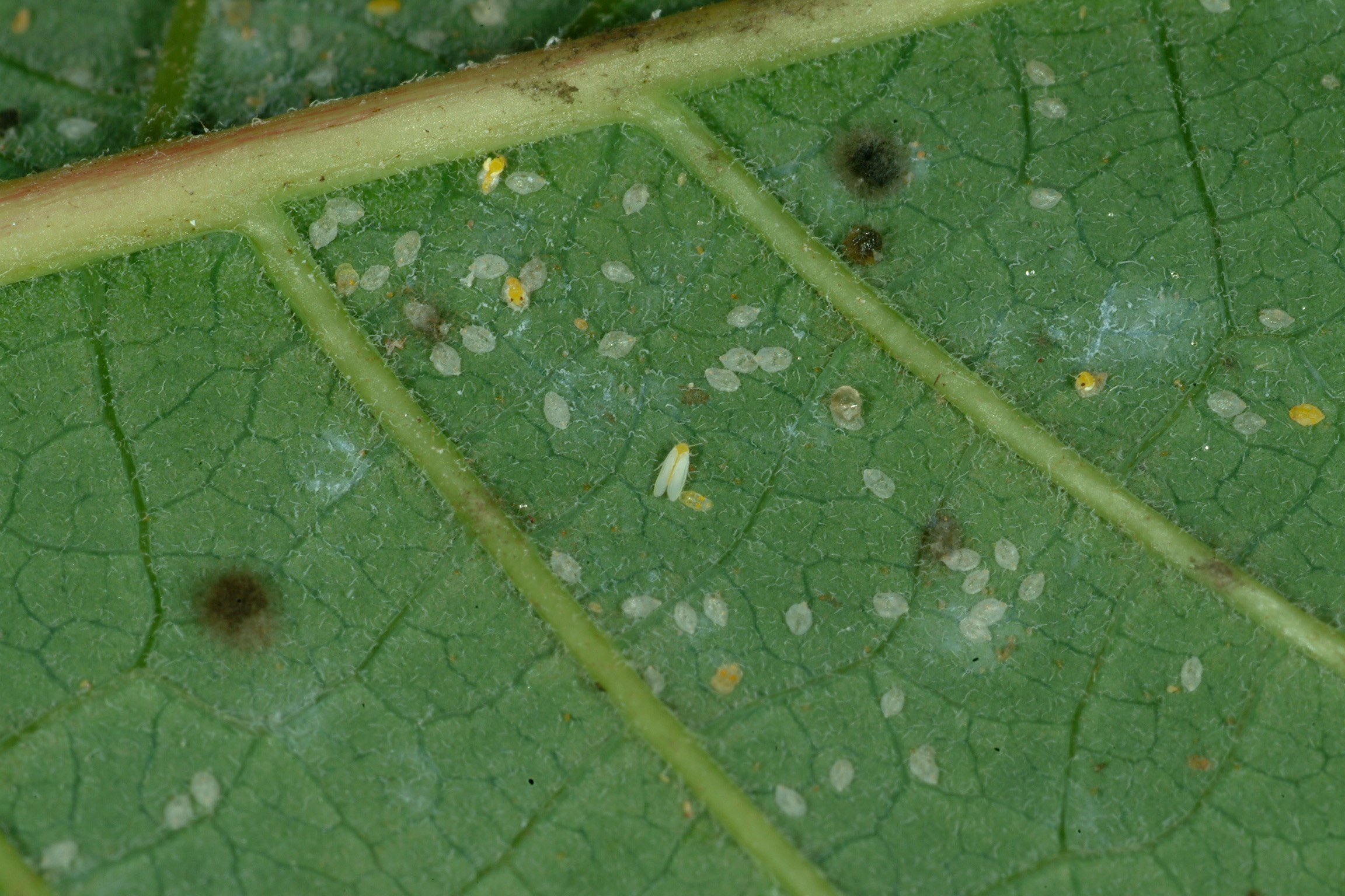 Silverleaf whitefly