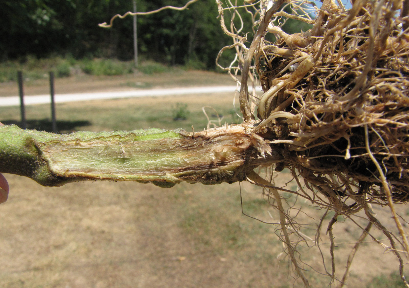 Fusarium discoloration in lower stem.