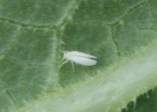 Silverleaf whitefly