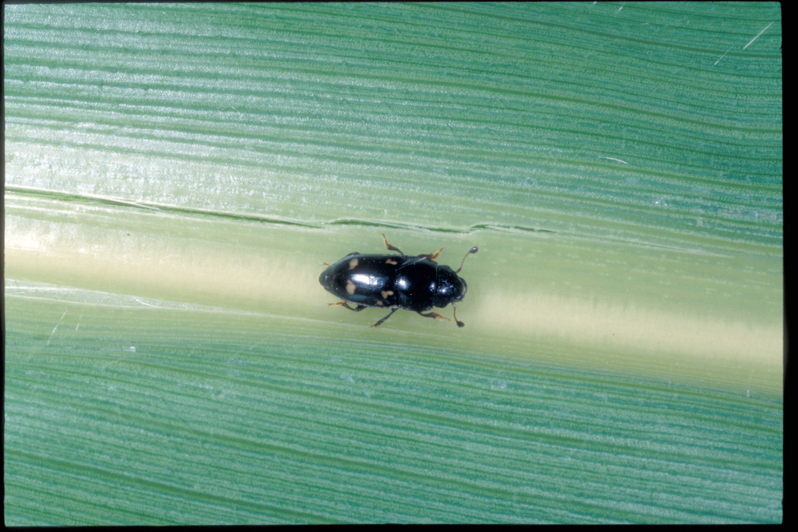 The picnic beetle
