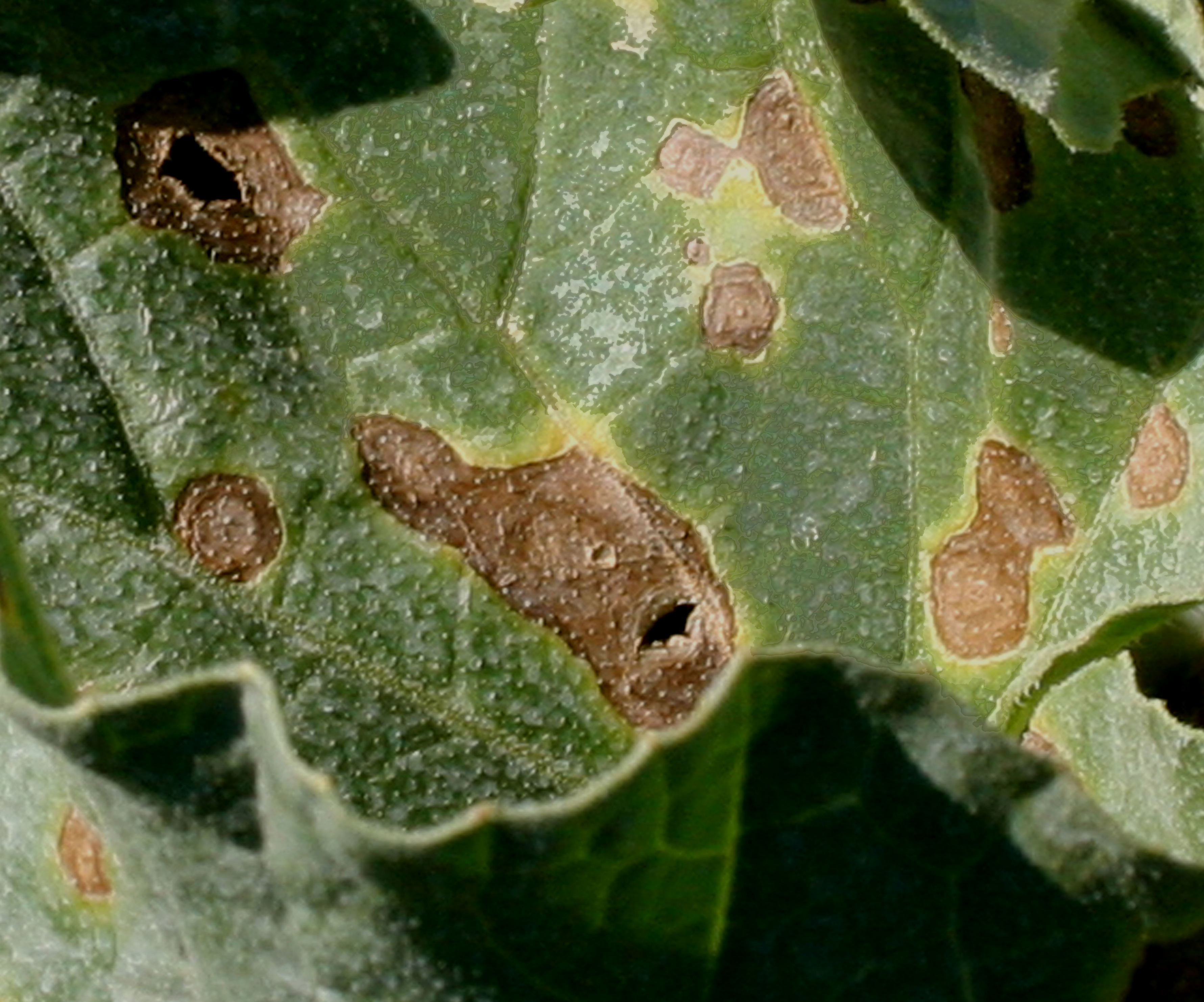 Alternaria leaf blight