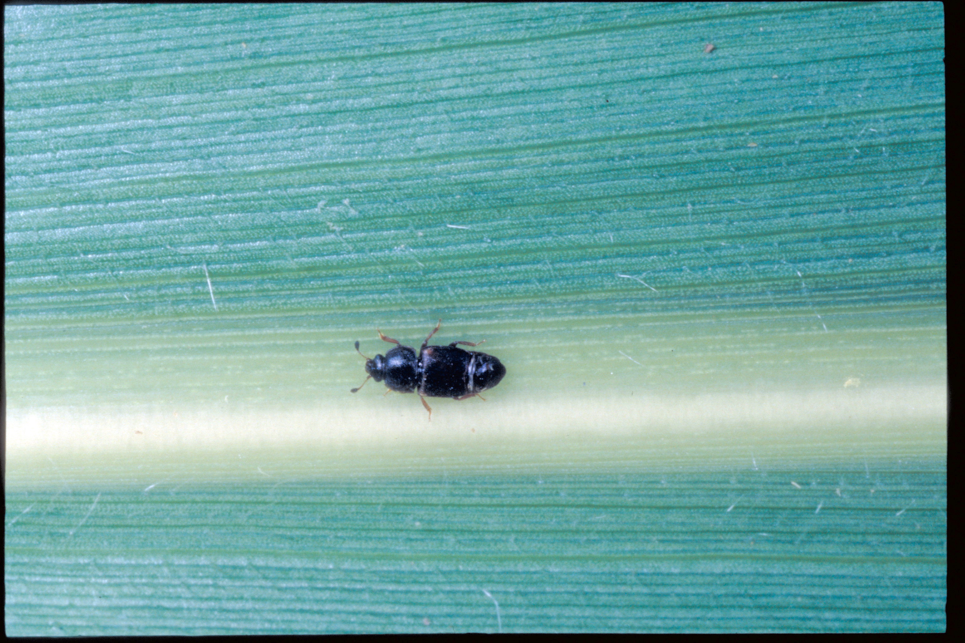 Sap beetles