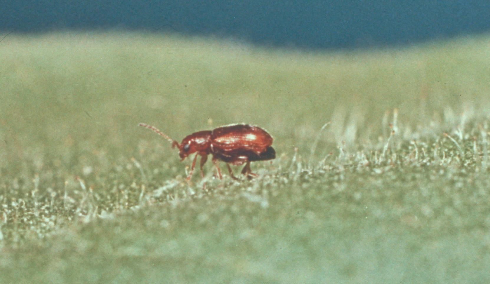 Tobacco flea beetle.