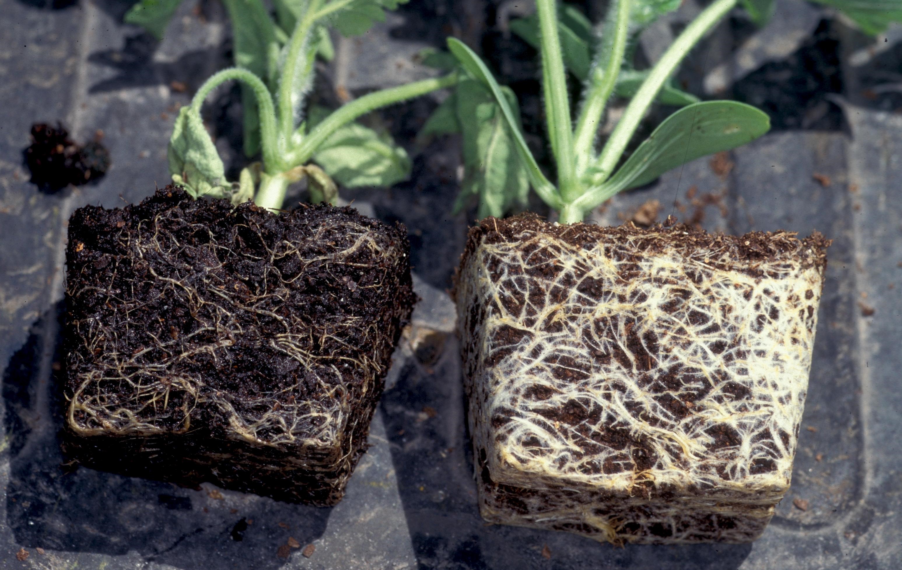 Pythium root rot