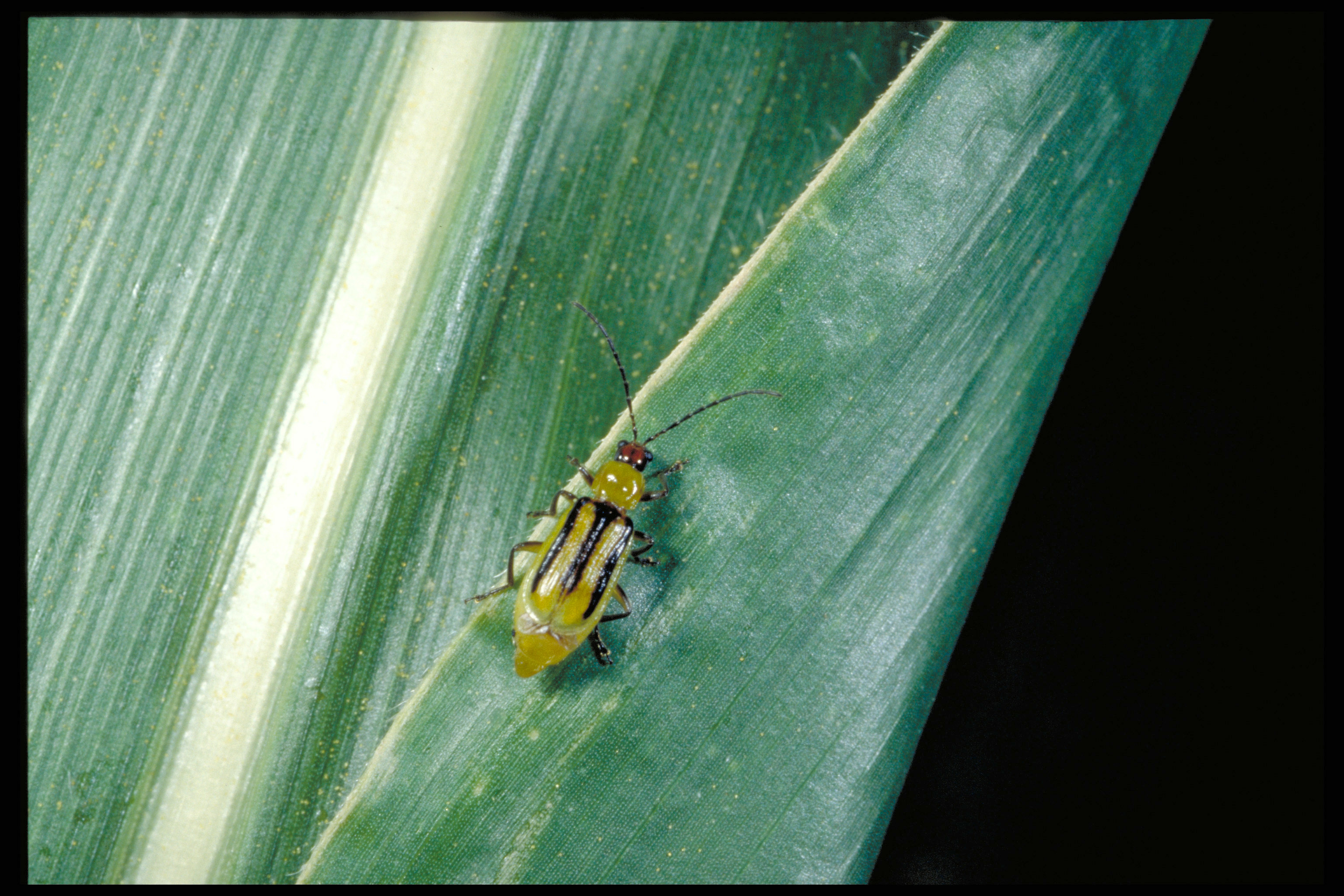 Corn rootworm adult