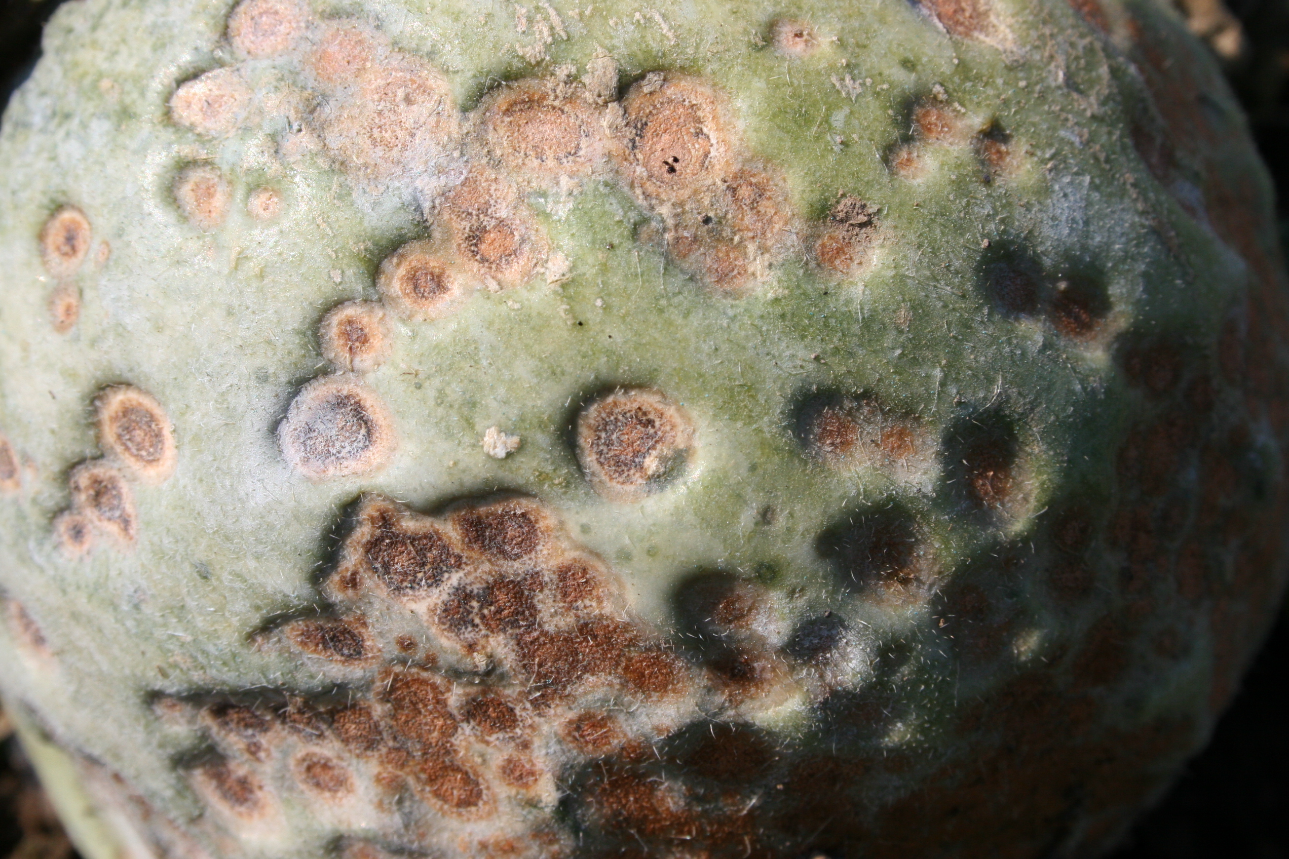 Anthracnose on melon fruit.