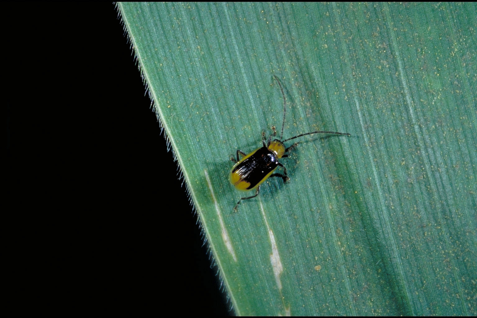 Male corn rootoworm beetle