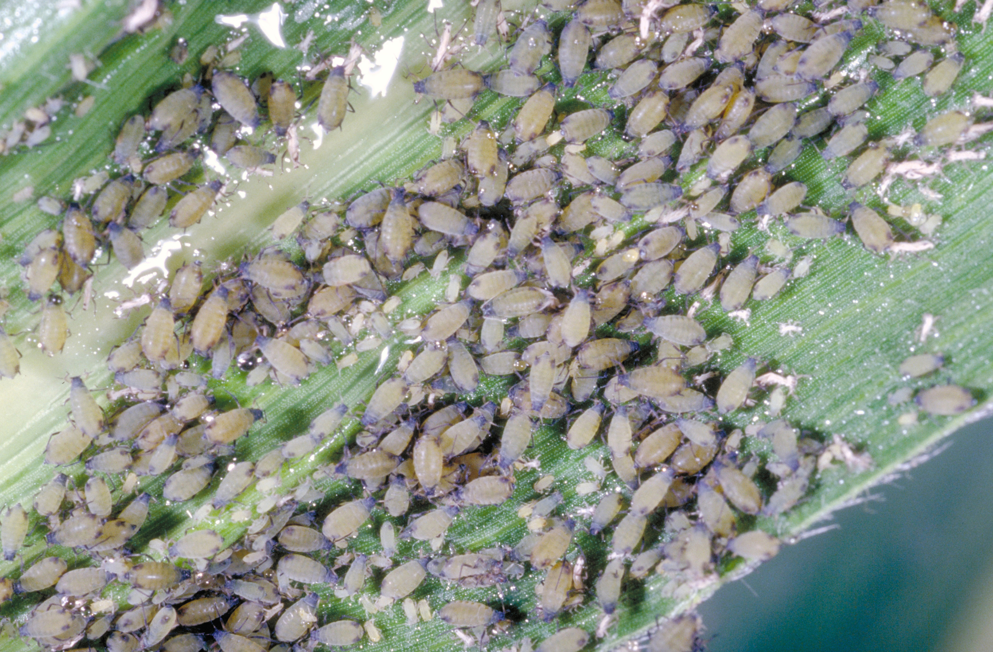Corn leaf aphid