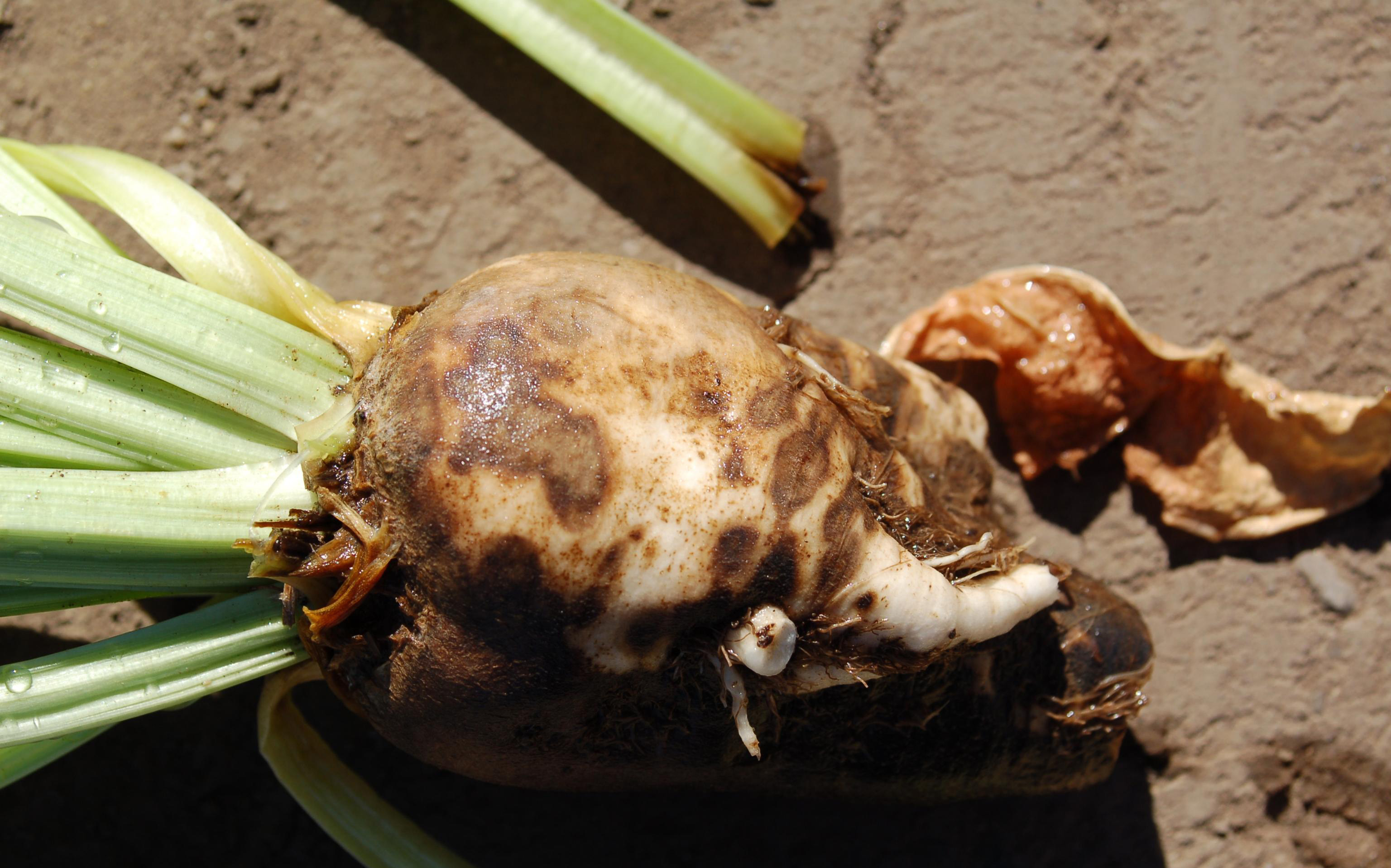 Rhizoctonia root rot on beet.