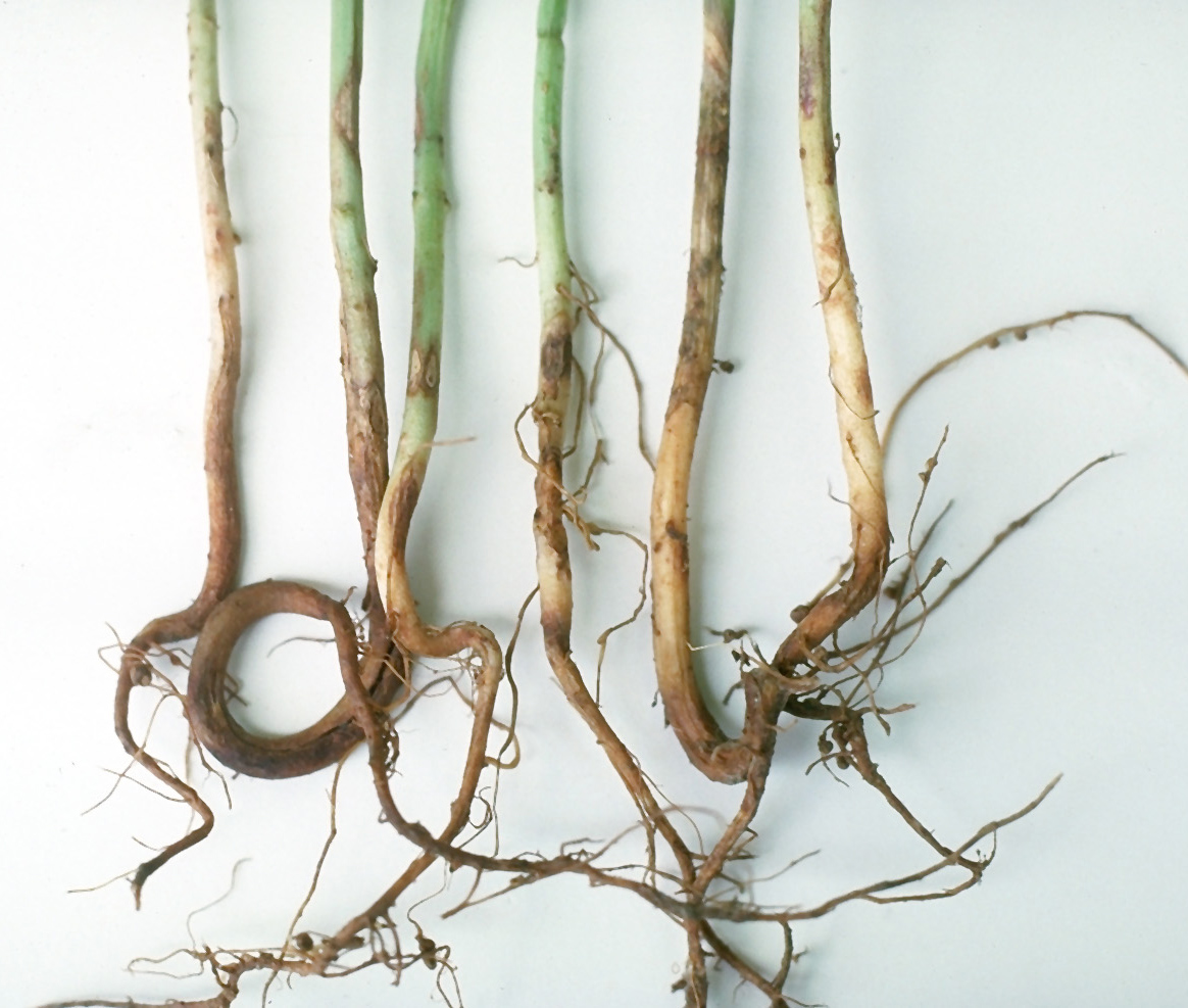 Rhizoctonia root rot