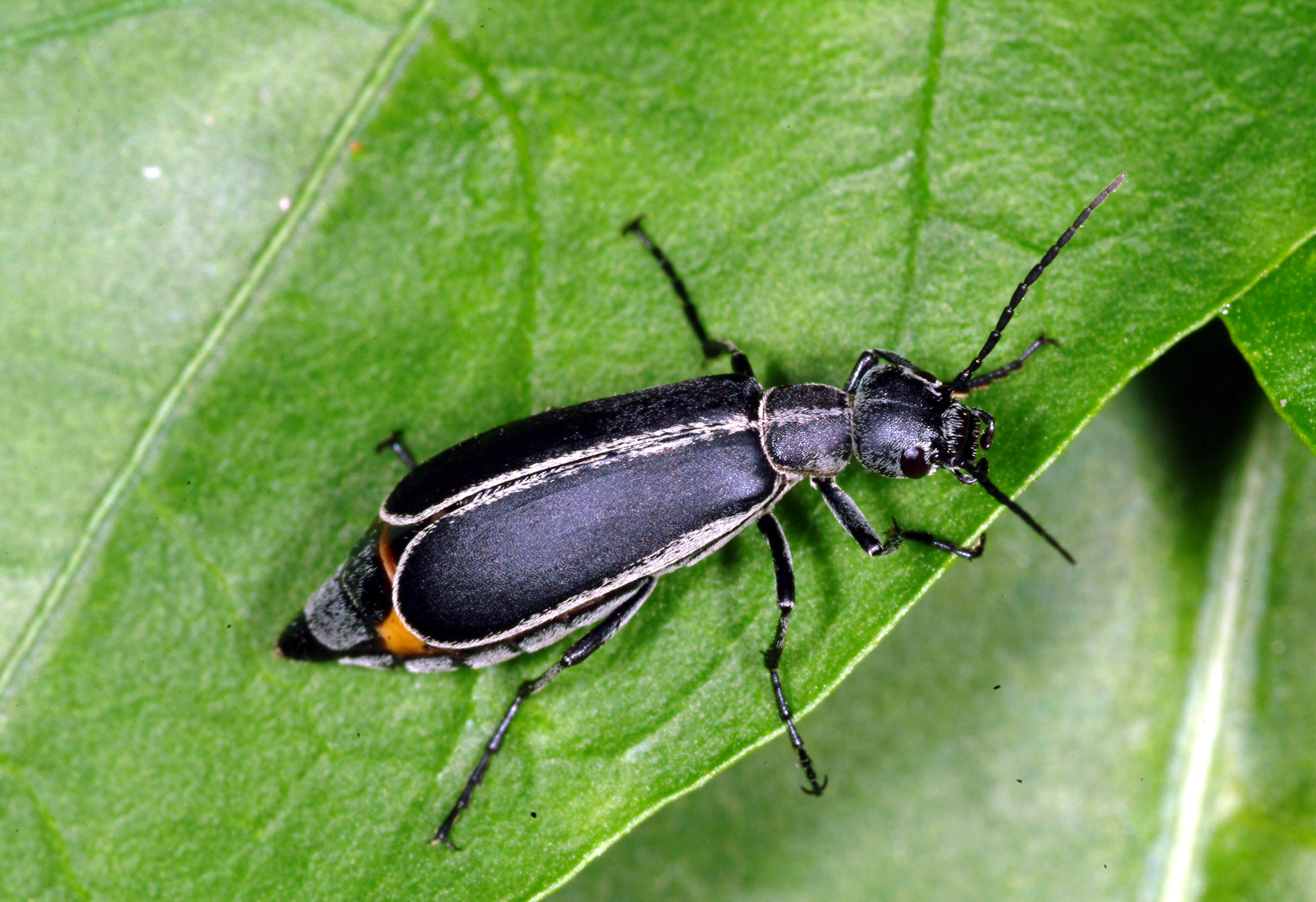 Margined blister beetle