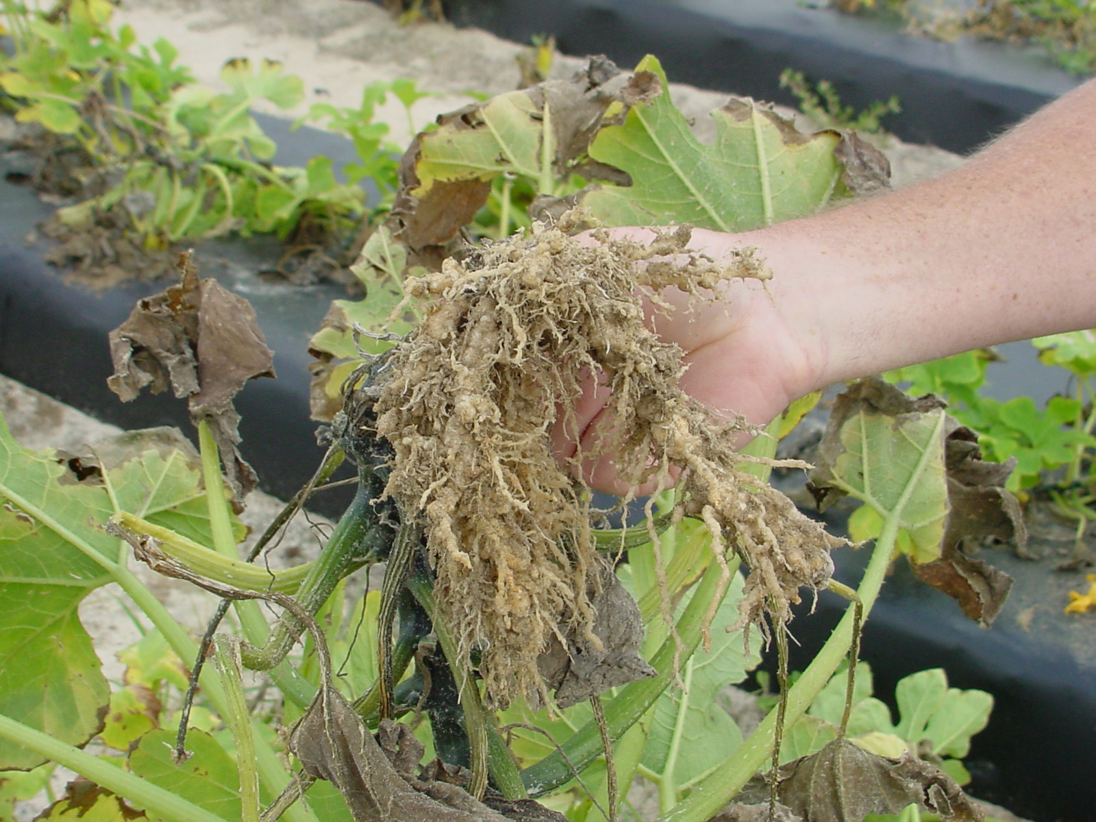 Root knot nematode