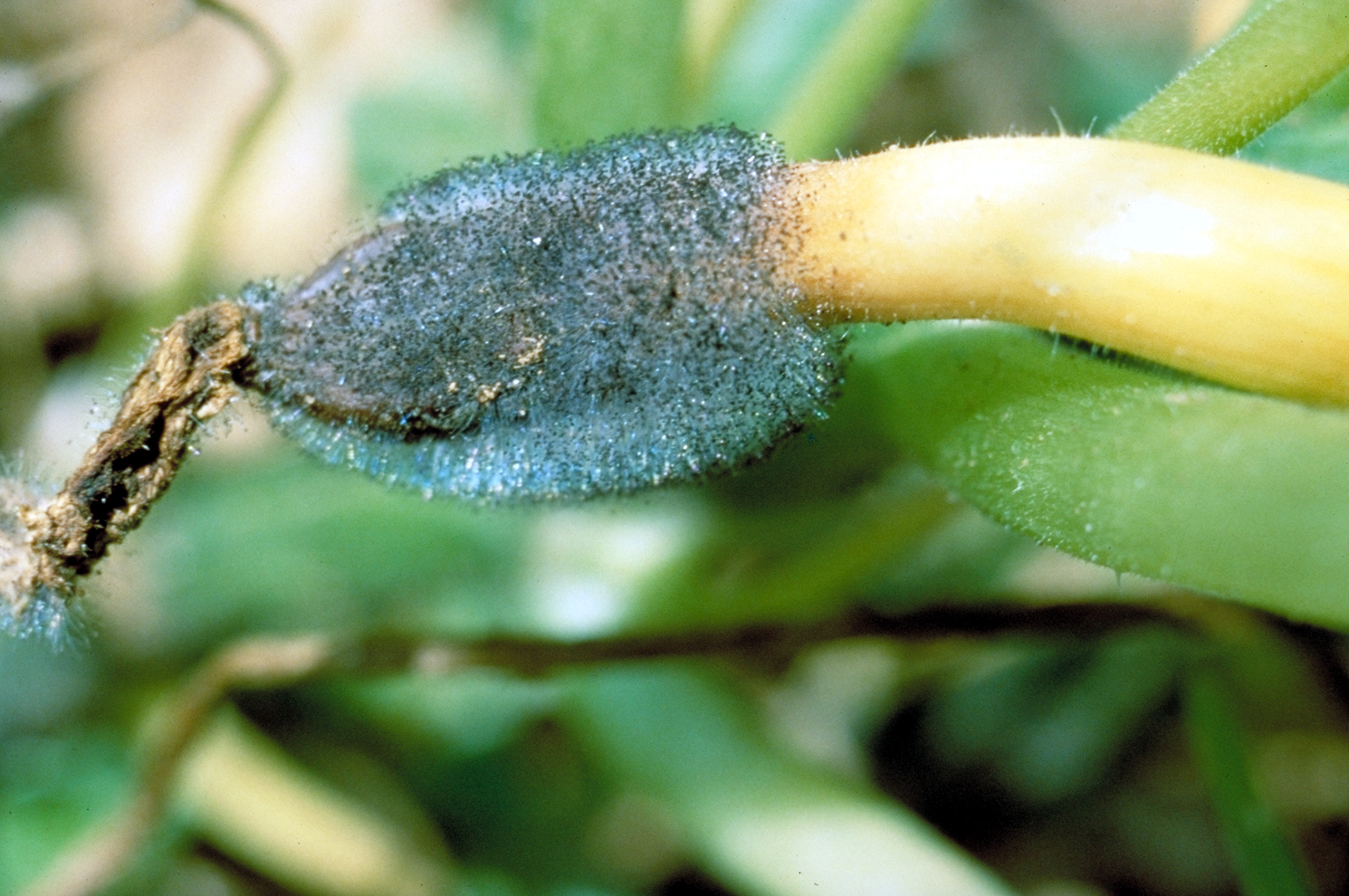 Choanephora on yellow squash.