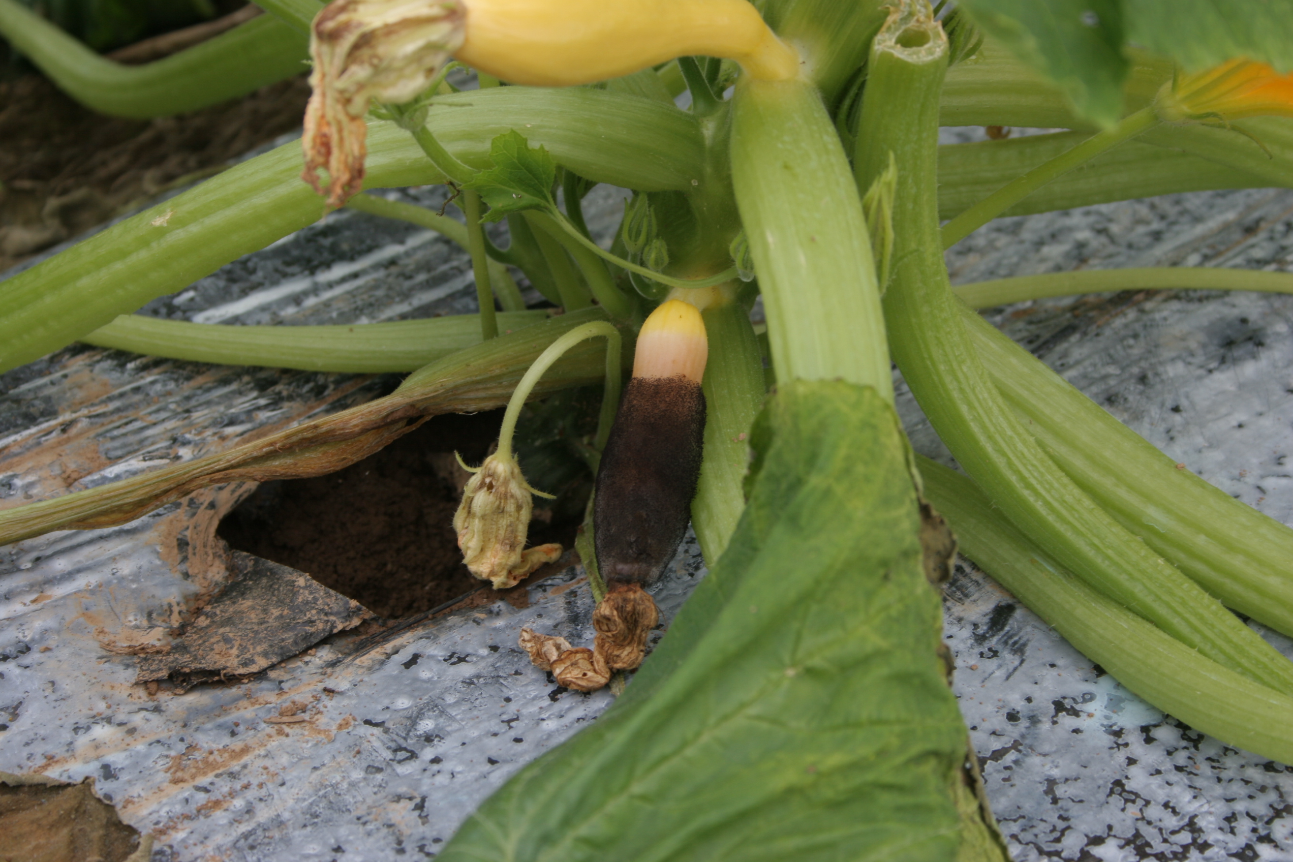 Choanephora on yellow squash.