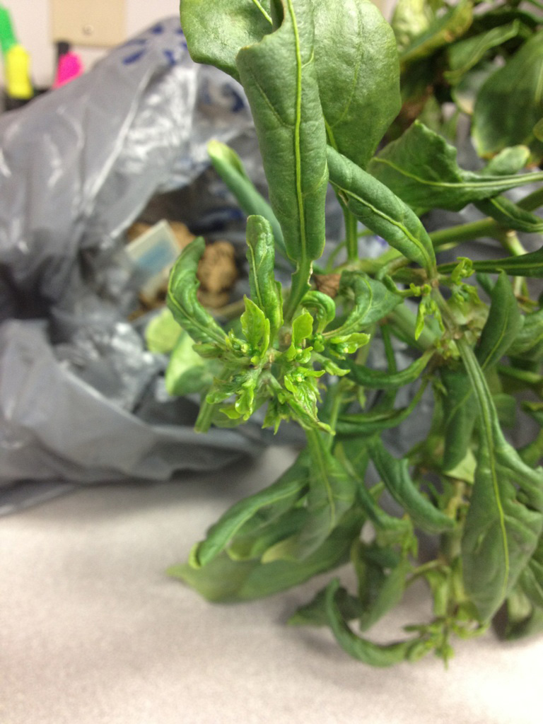 Deformed, hardened plant tissue caused by broad mites.