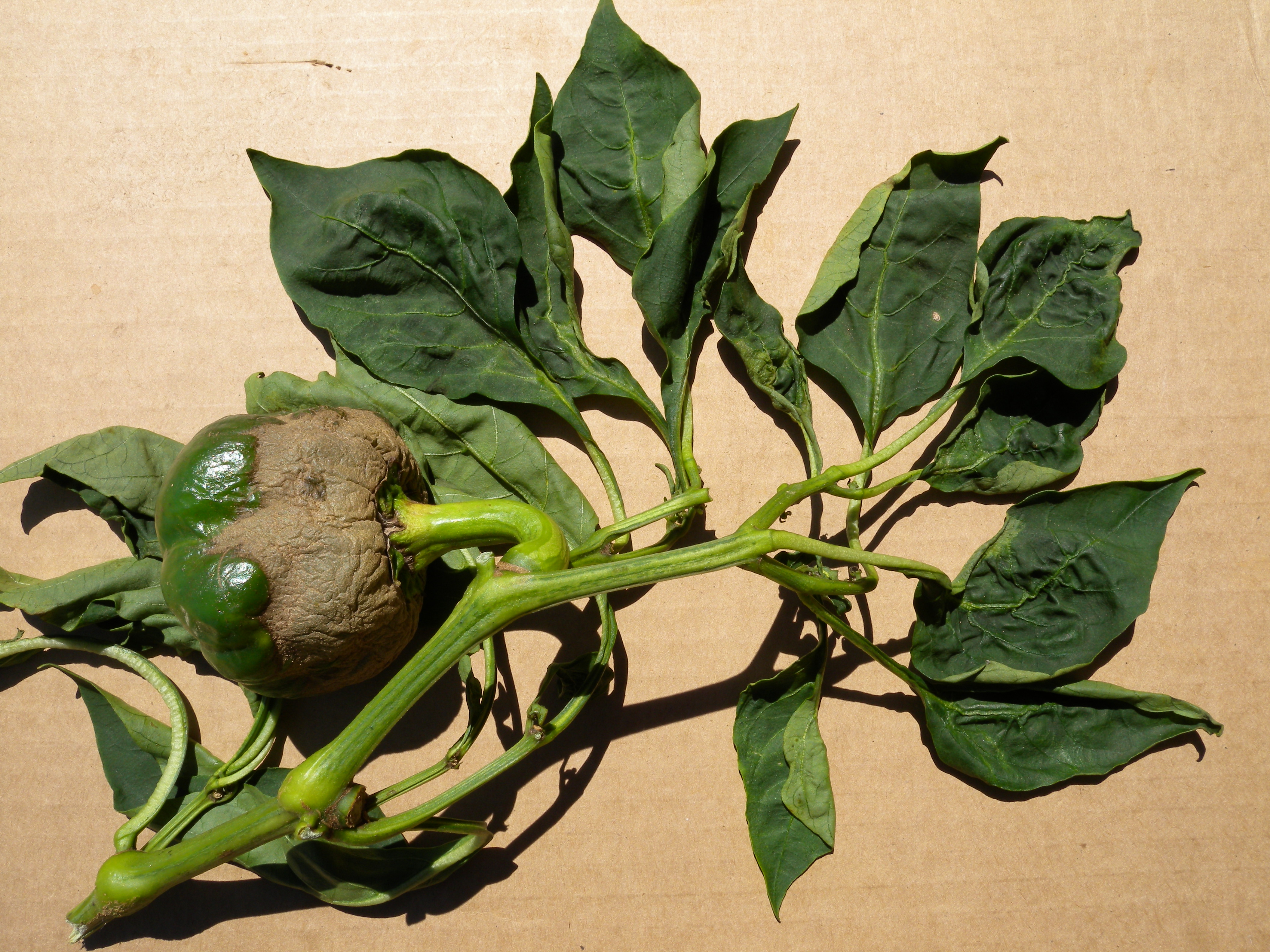 Broad mite fruit injury to pepper.