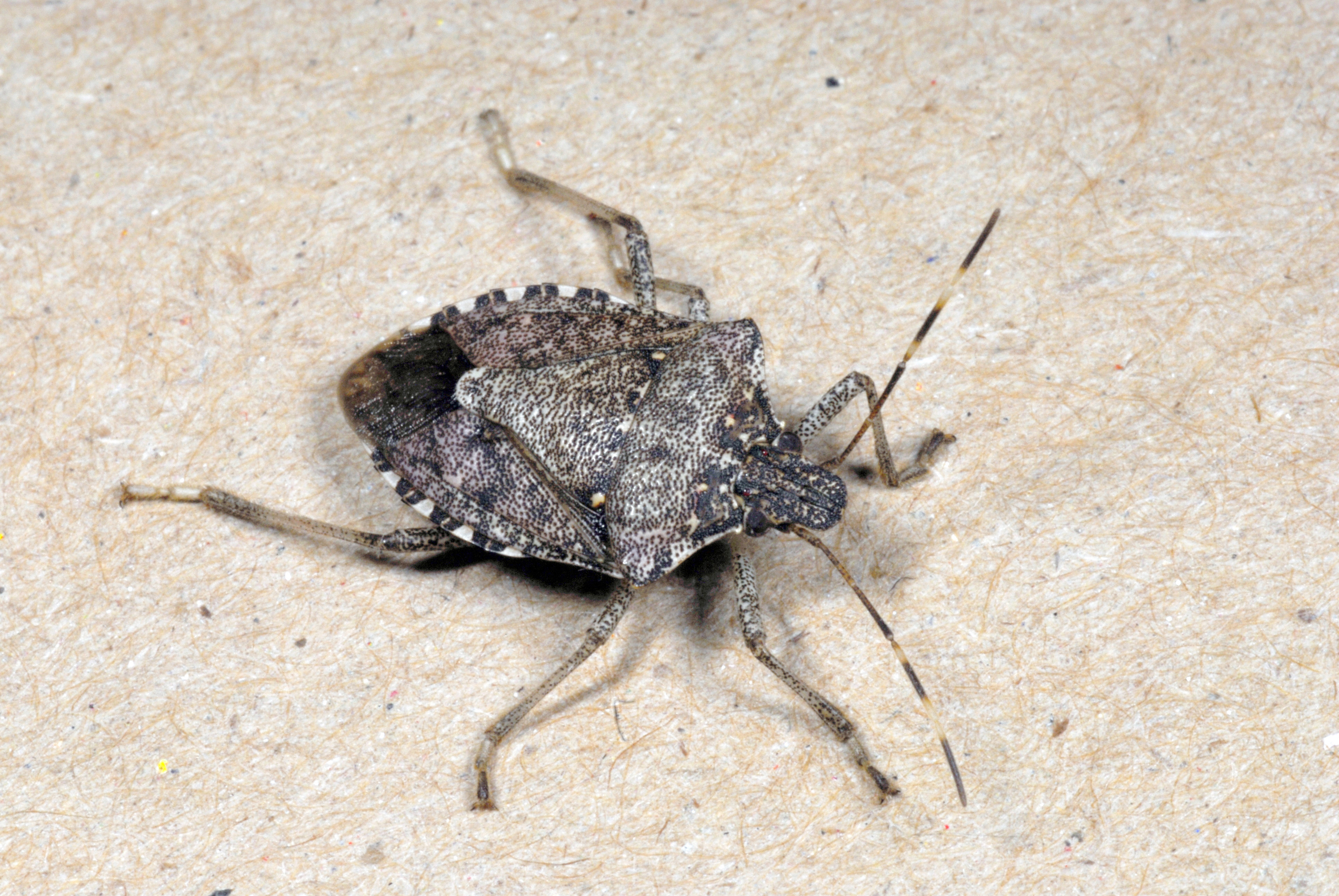 Adult brown marmorated stink bug.