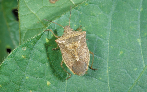 Mature brown stink bug.