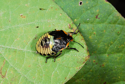 Immature green stink bug.