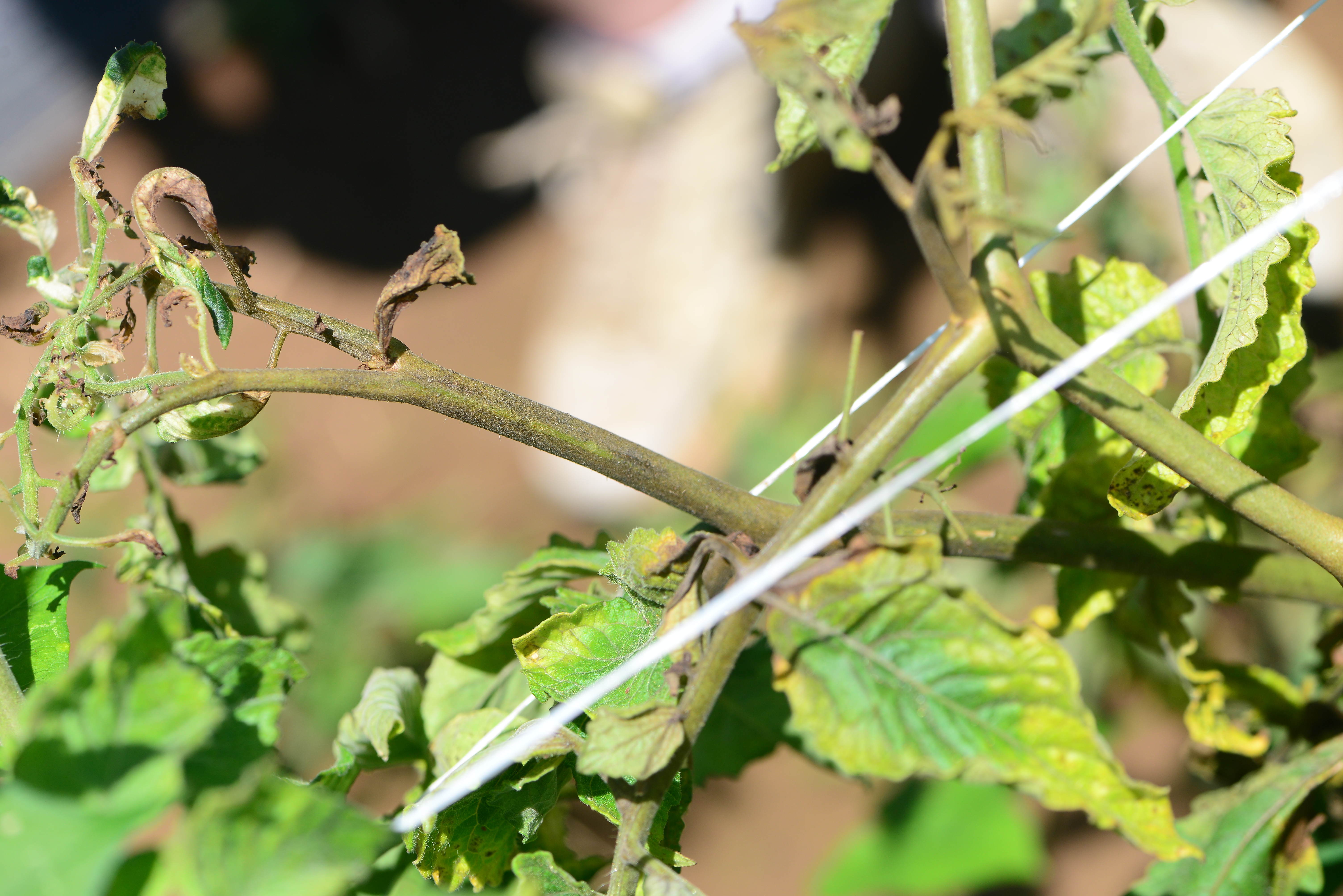 Bronzed, greasy appearance to stems from tomato russet mites.