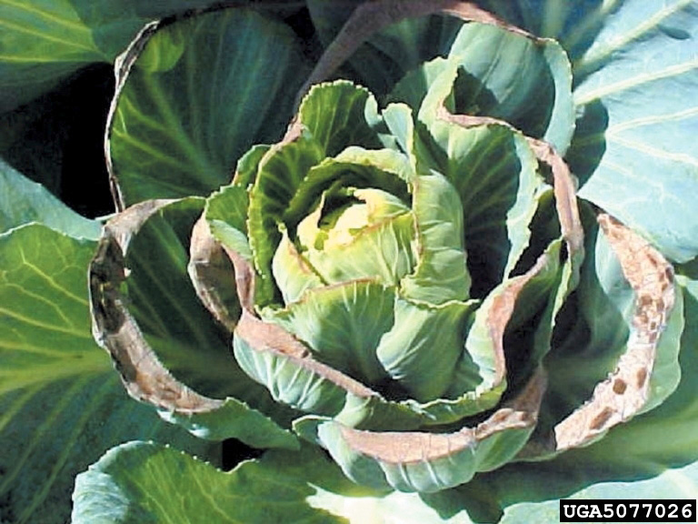 Calcium deficiency of cabbage.