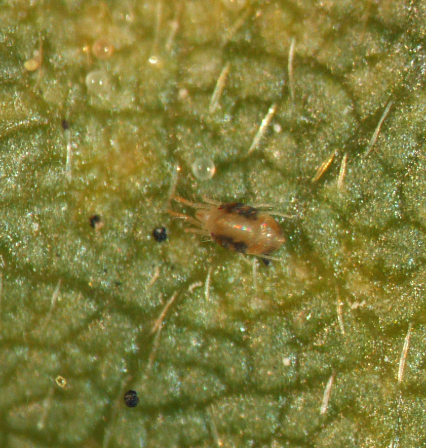 Two-spotted spider mite.