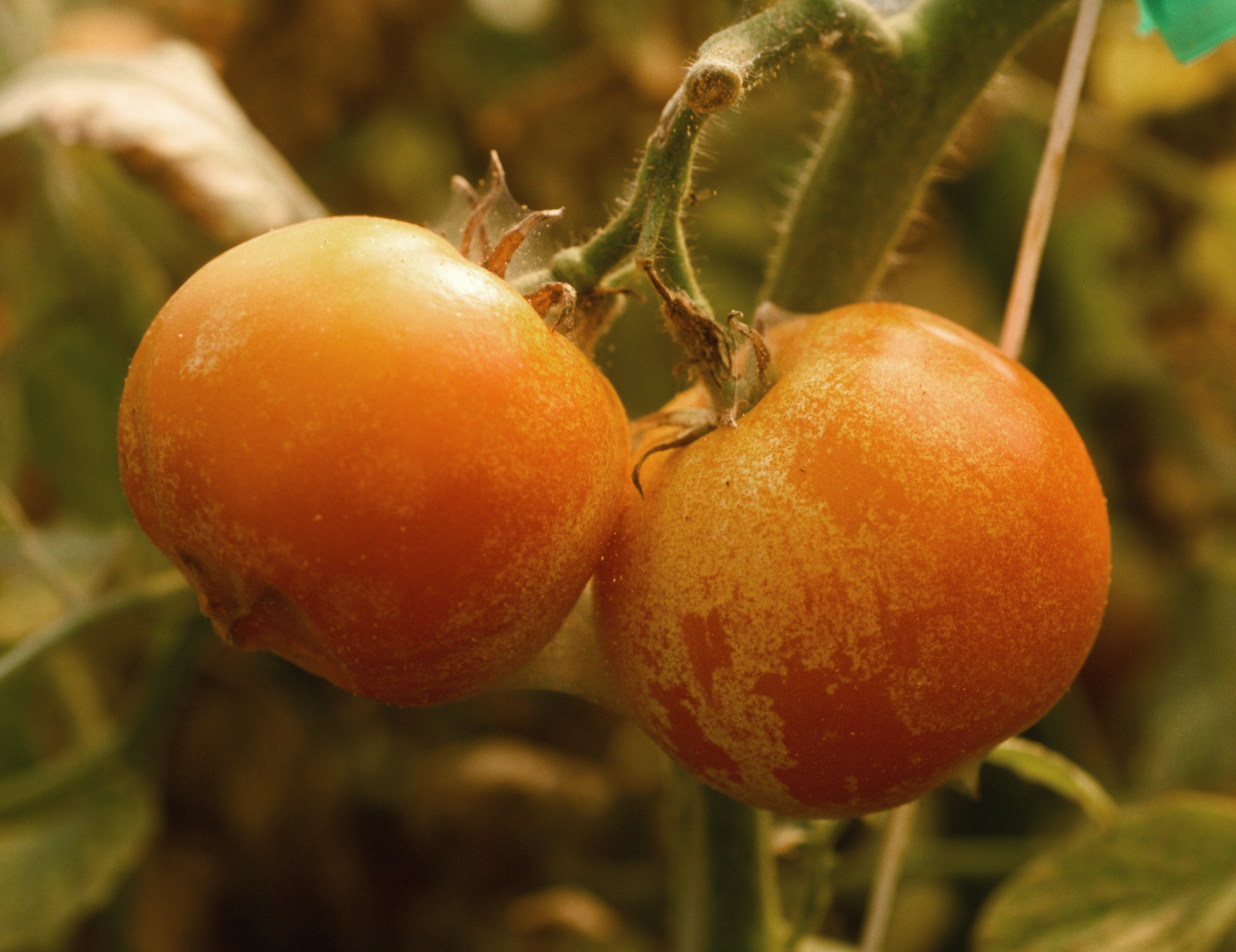 Stippling damage to fruit from two-spotted spider mite.