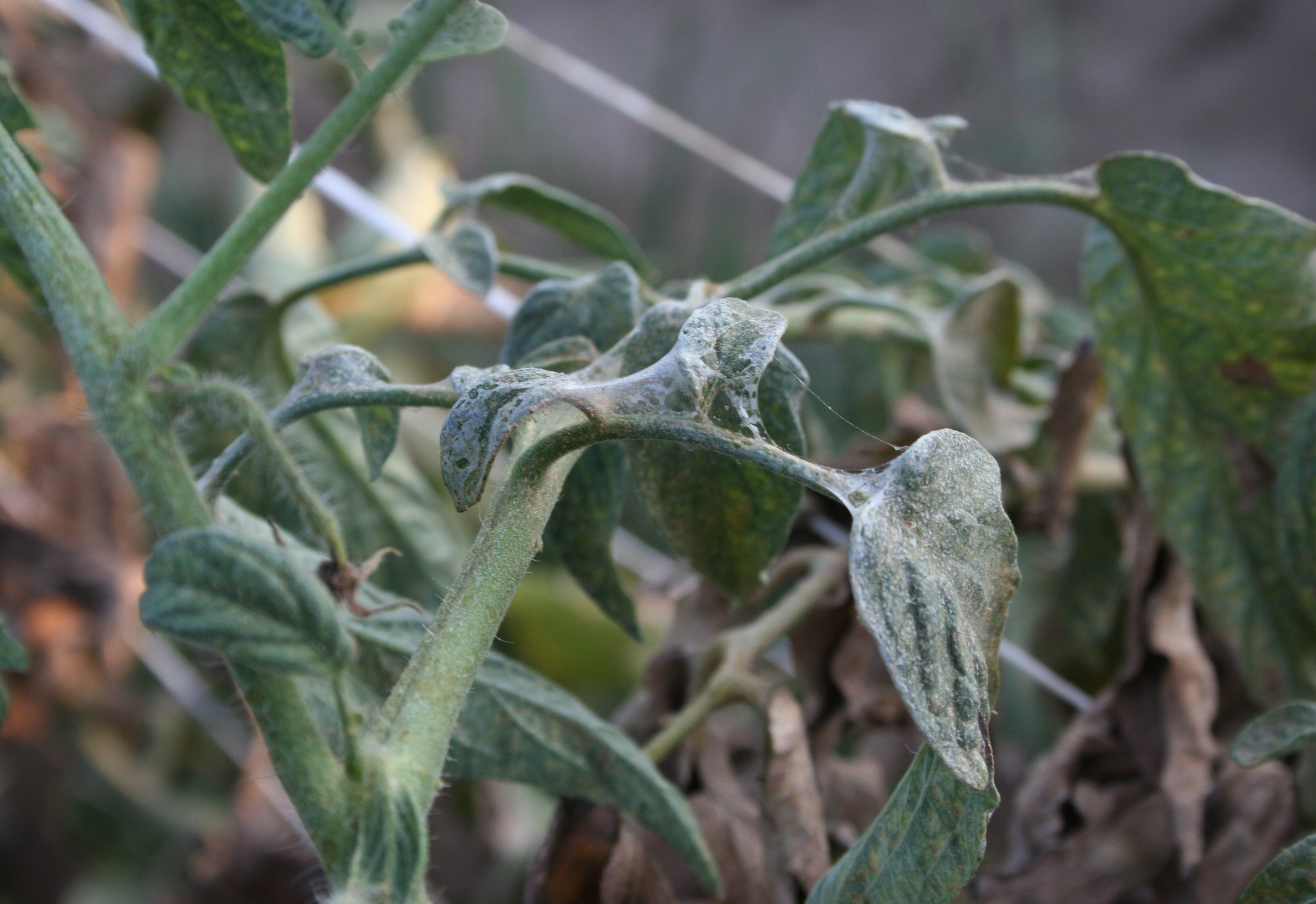 Webbing on severely damaged leaves from two-spotted spider mite.