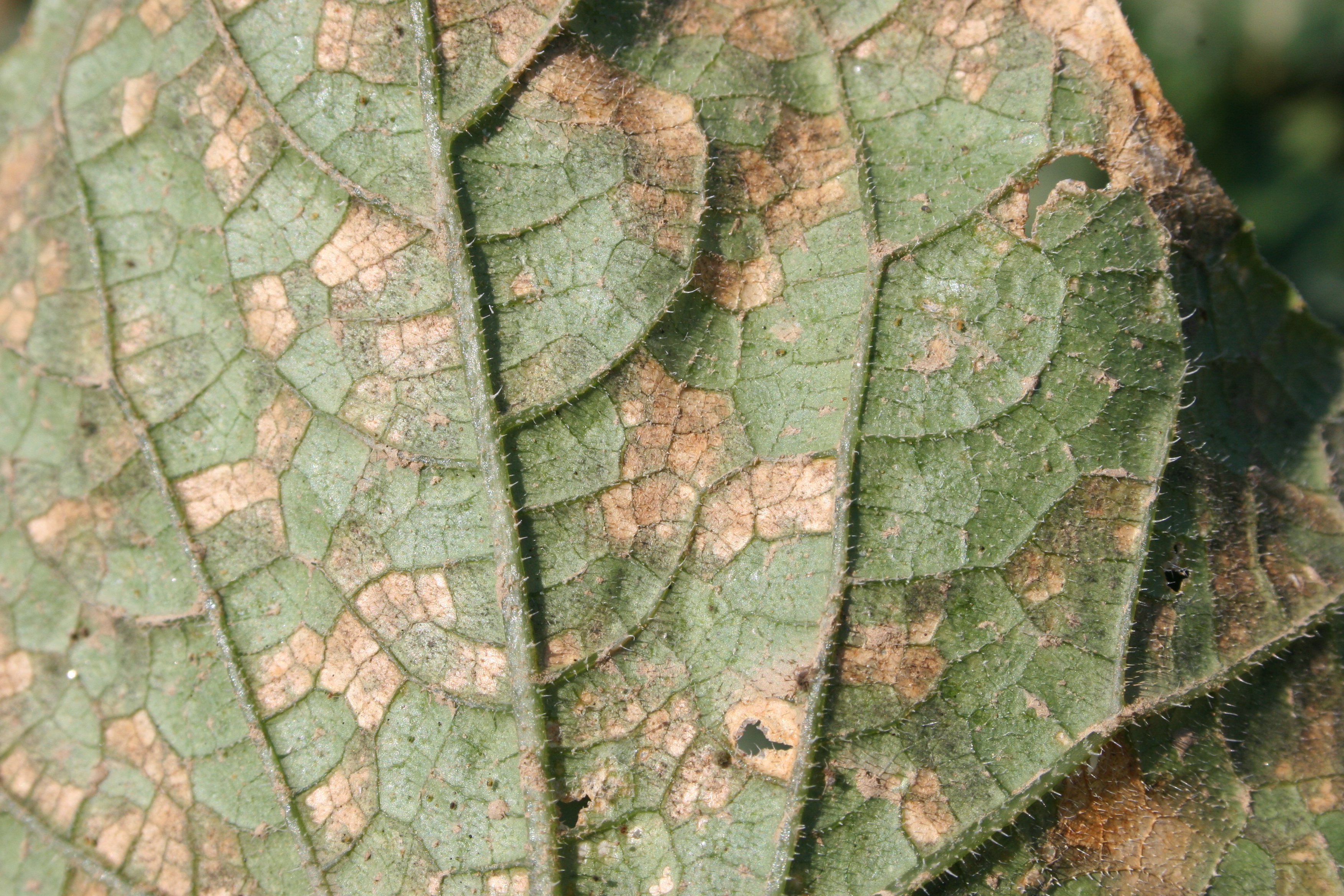 Downy mildew