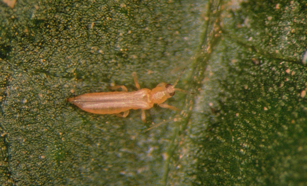 Western flower thrips