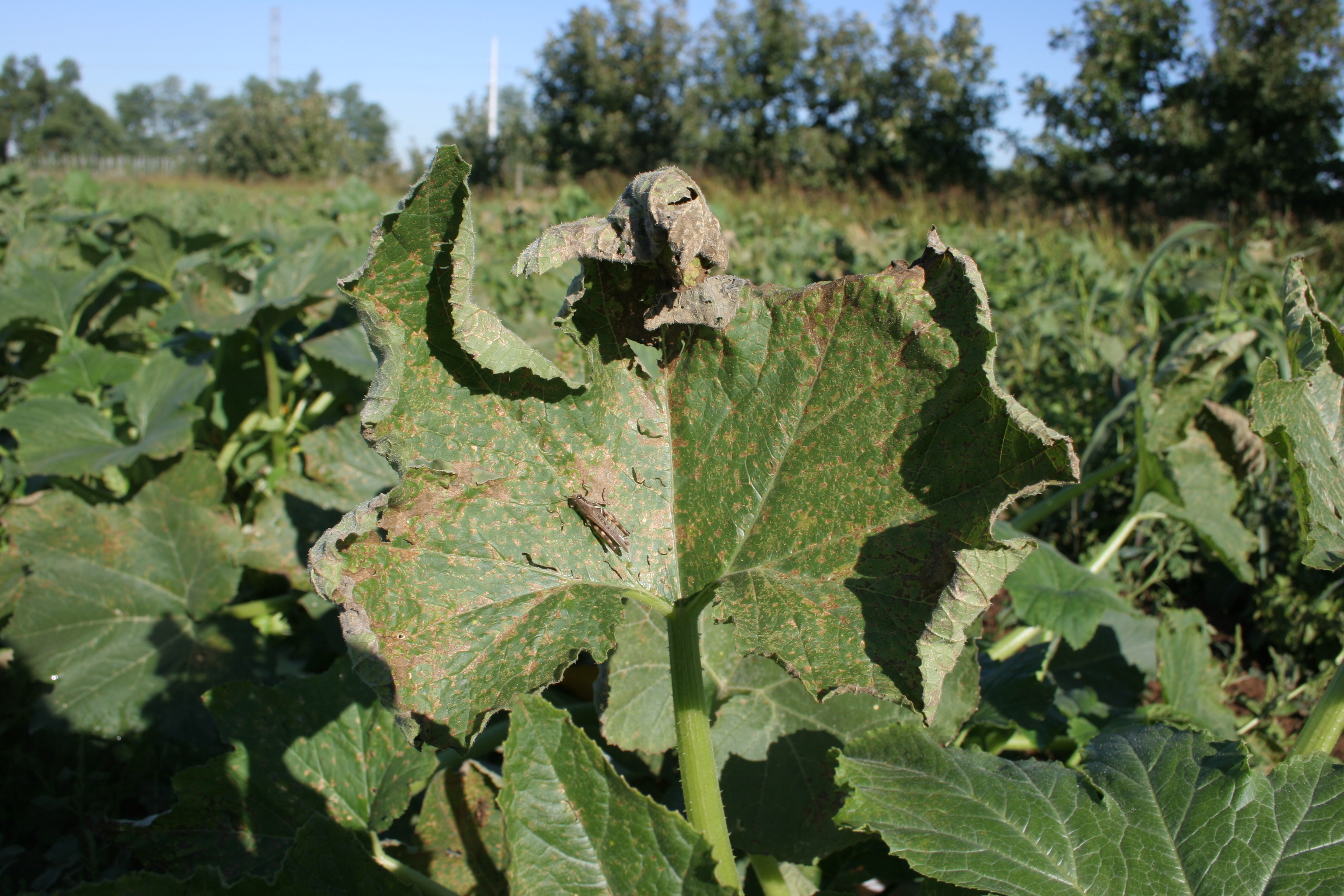 Downy mildew on pumpkin.