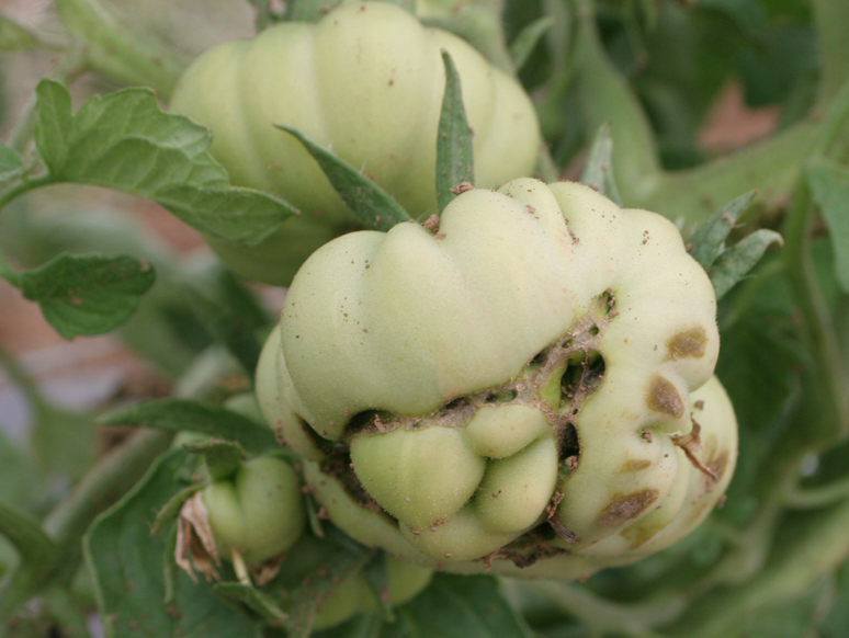 Catfacing on tomato.