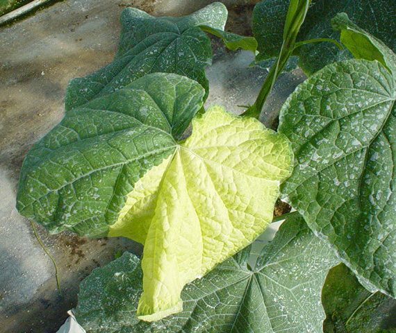 Chimera on English cucumber.