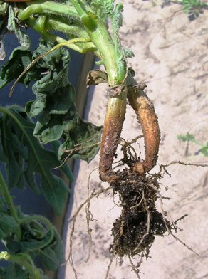 Fusarium crown and foot rot