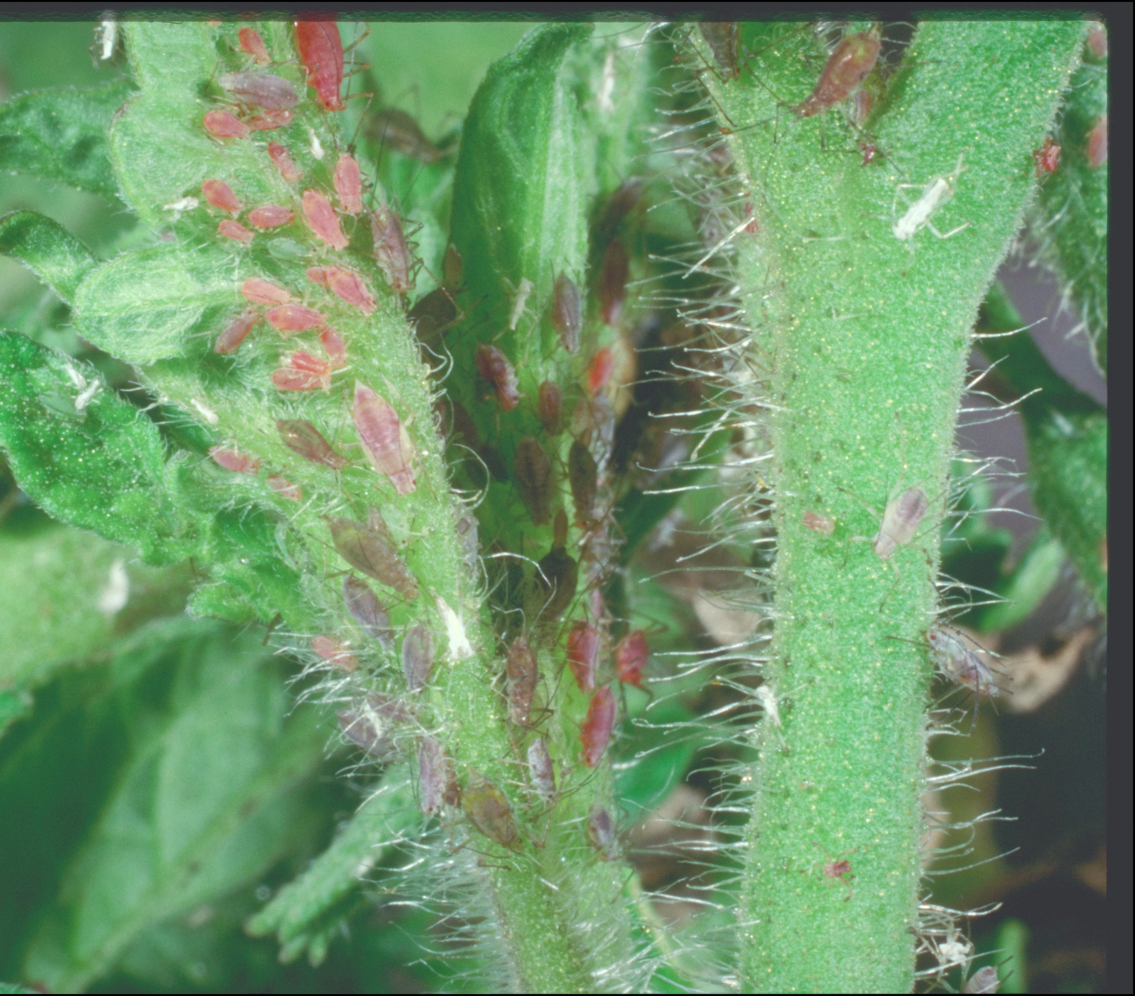 Potato aphids.