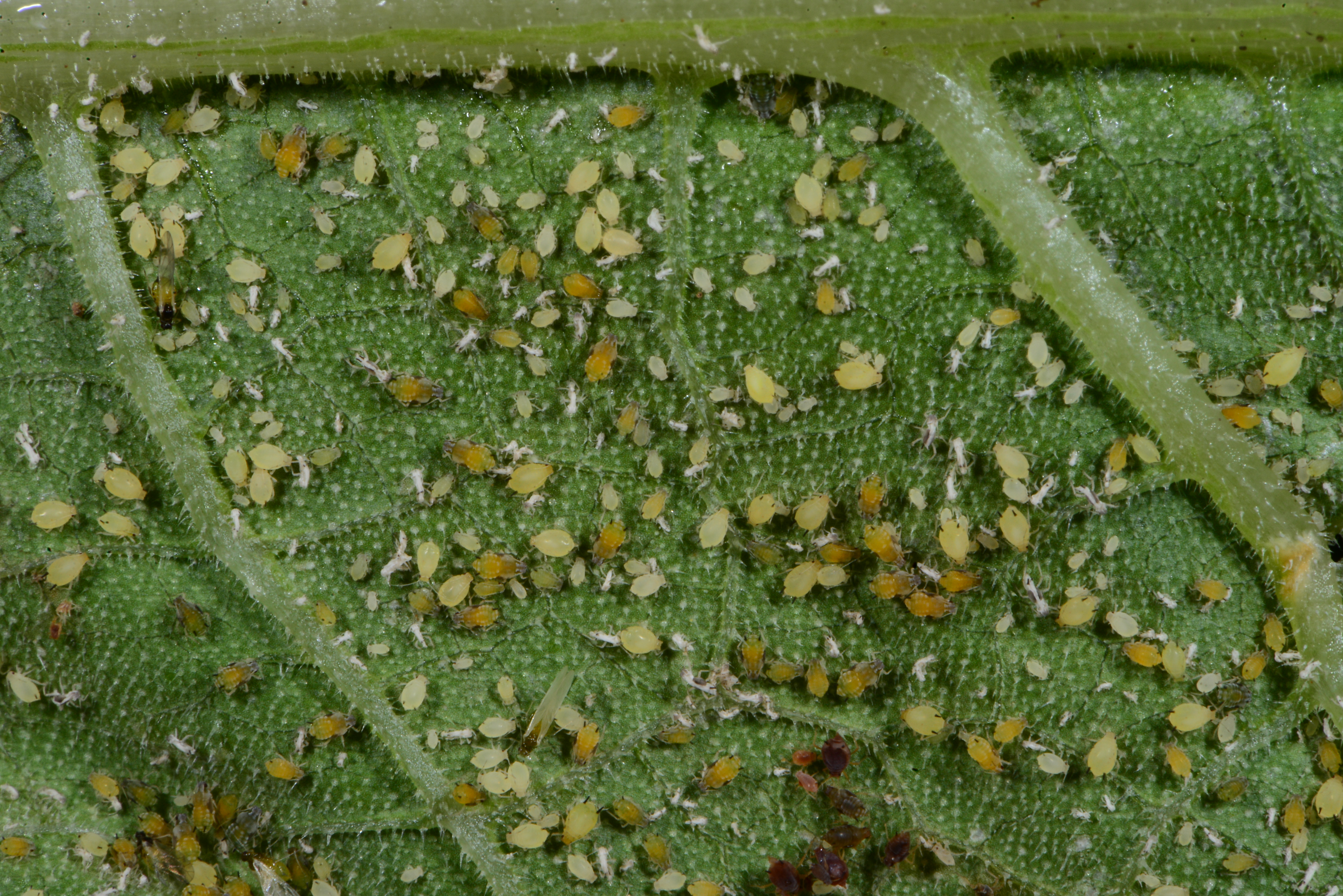 Melon aphids.