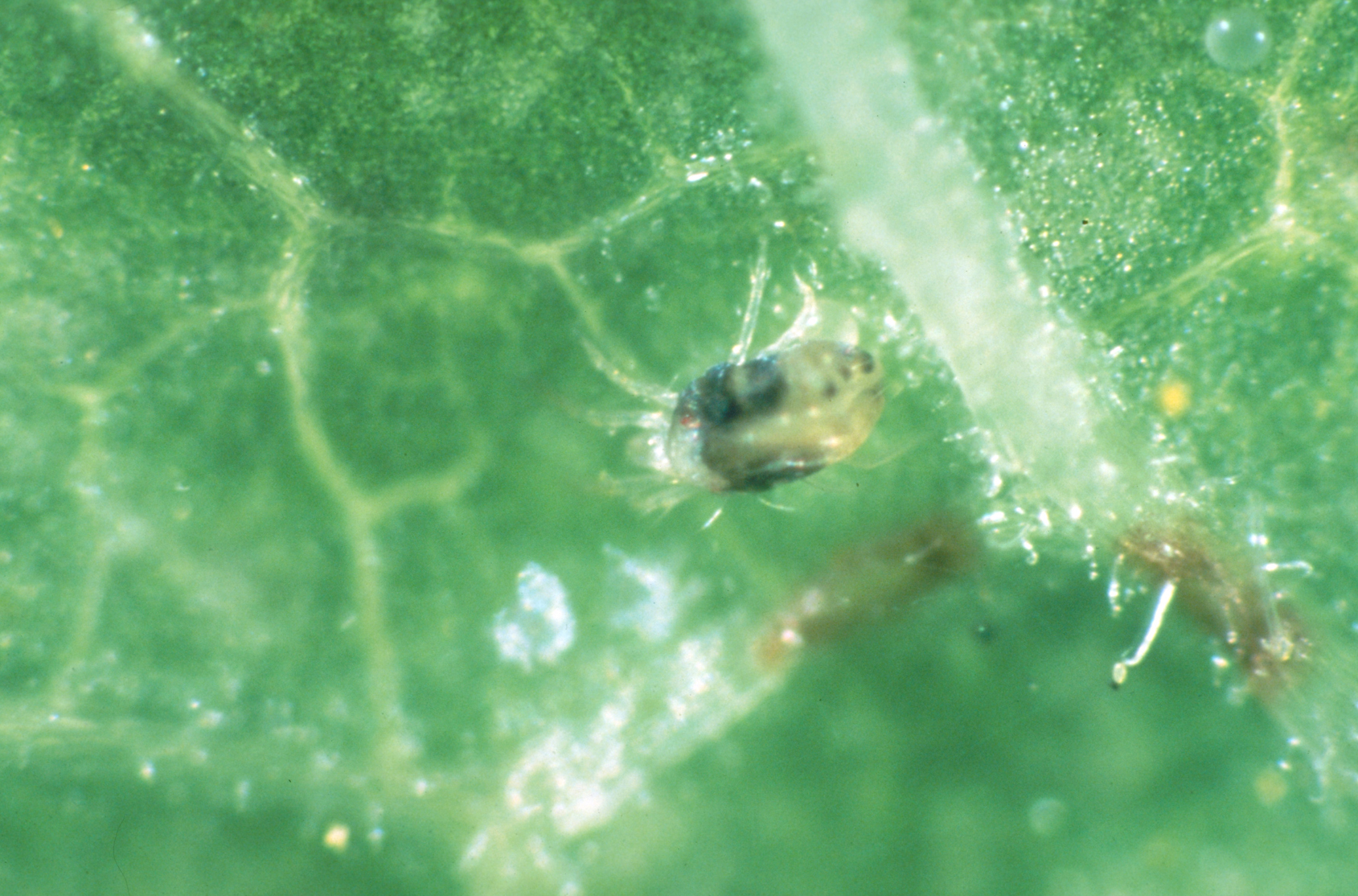 Two-spotted spider mite