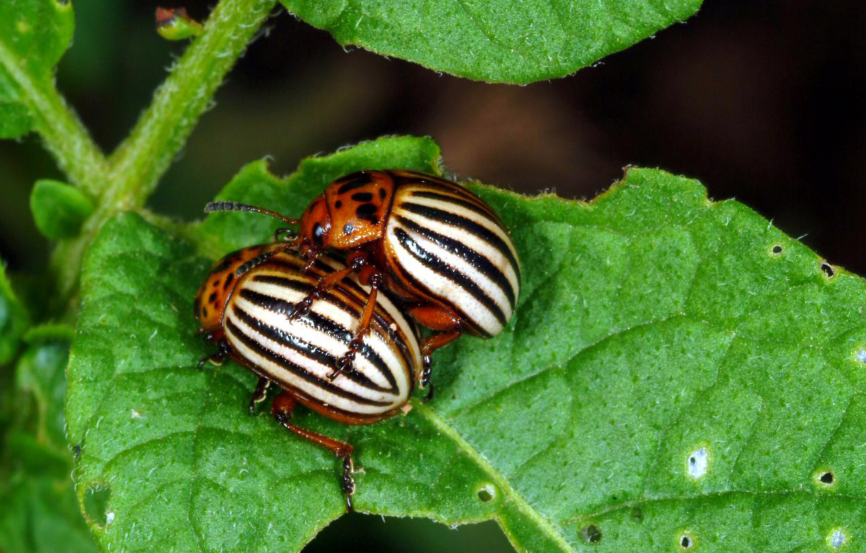 Colorado potato beetle