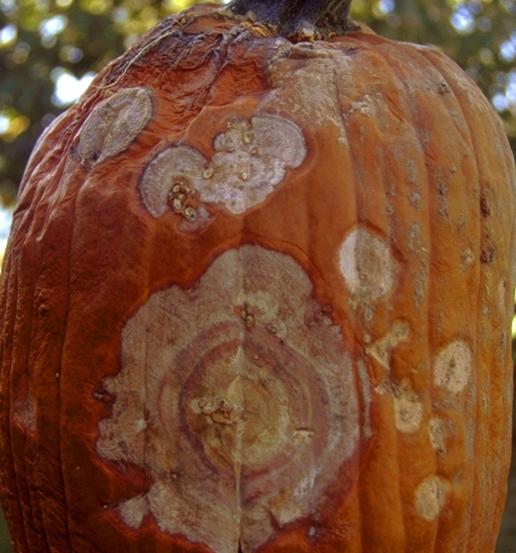 Fusarium fruit rot on pumpkin.