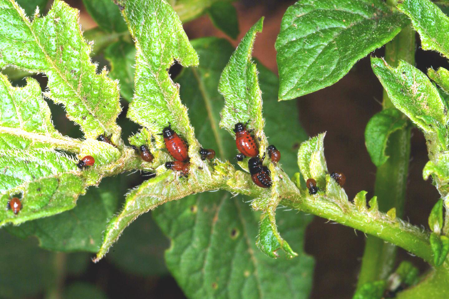 Colorado potato beetle larvae.